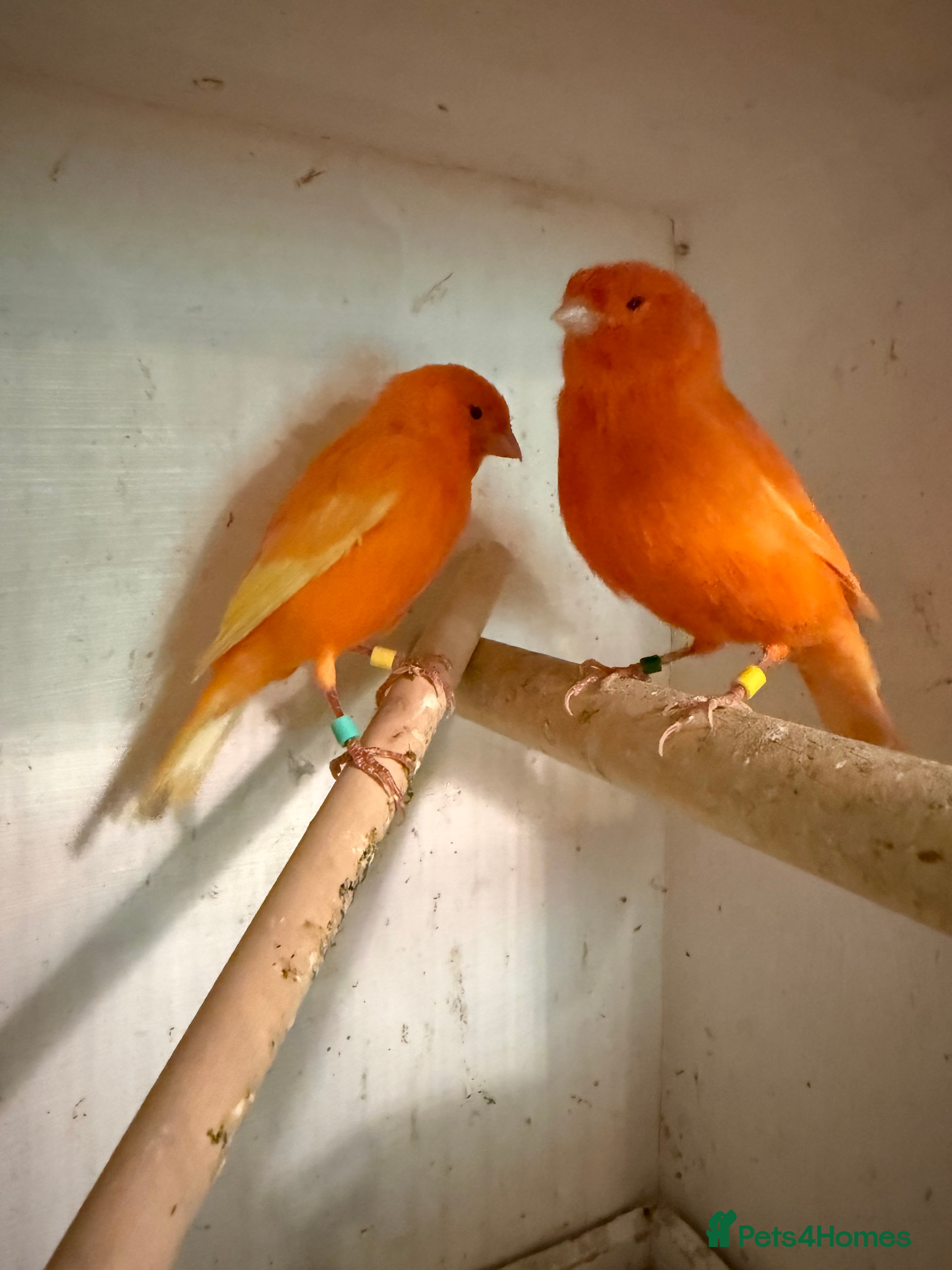 Canaries birds 2 red factor canaries  - Advert 1