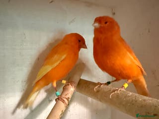 Canaries birds 2 red factor canaries - Advert 1