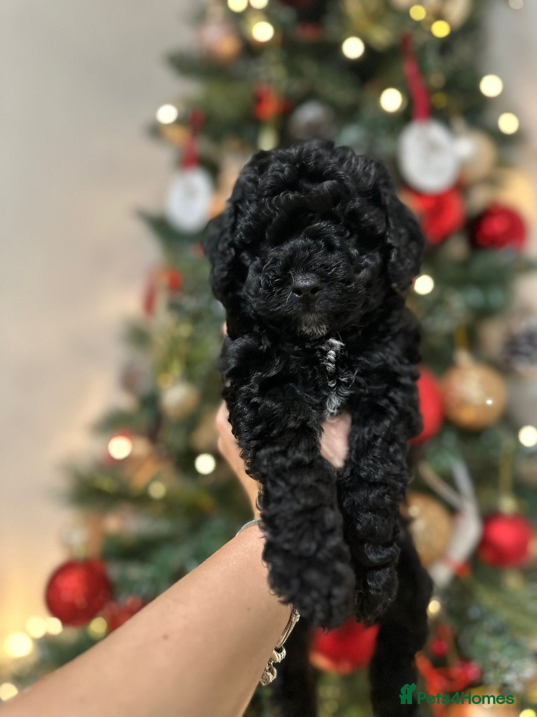 Cockapoo dogs for sale: Stunning f1b cockapoo's for sale  - Advert 25