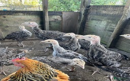 Turkeys poultry for sale: Mixed turkey poults / growers  - Image 4