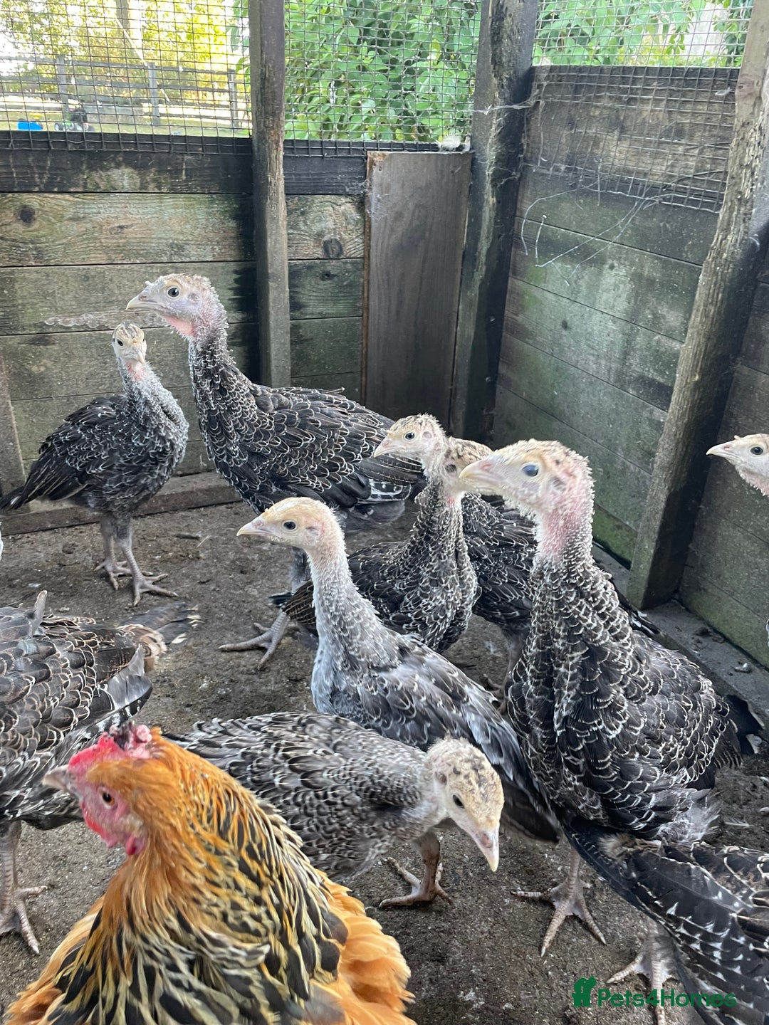 Turkeys poultry for sale: Mixed turkey poults / growers  - Image 4