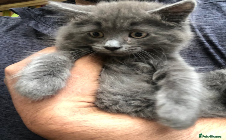 Mixed Breed cats - Advert 1