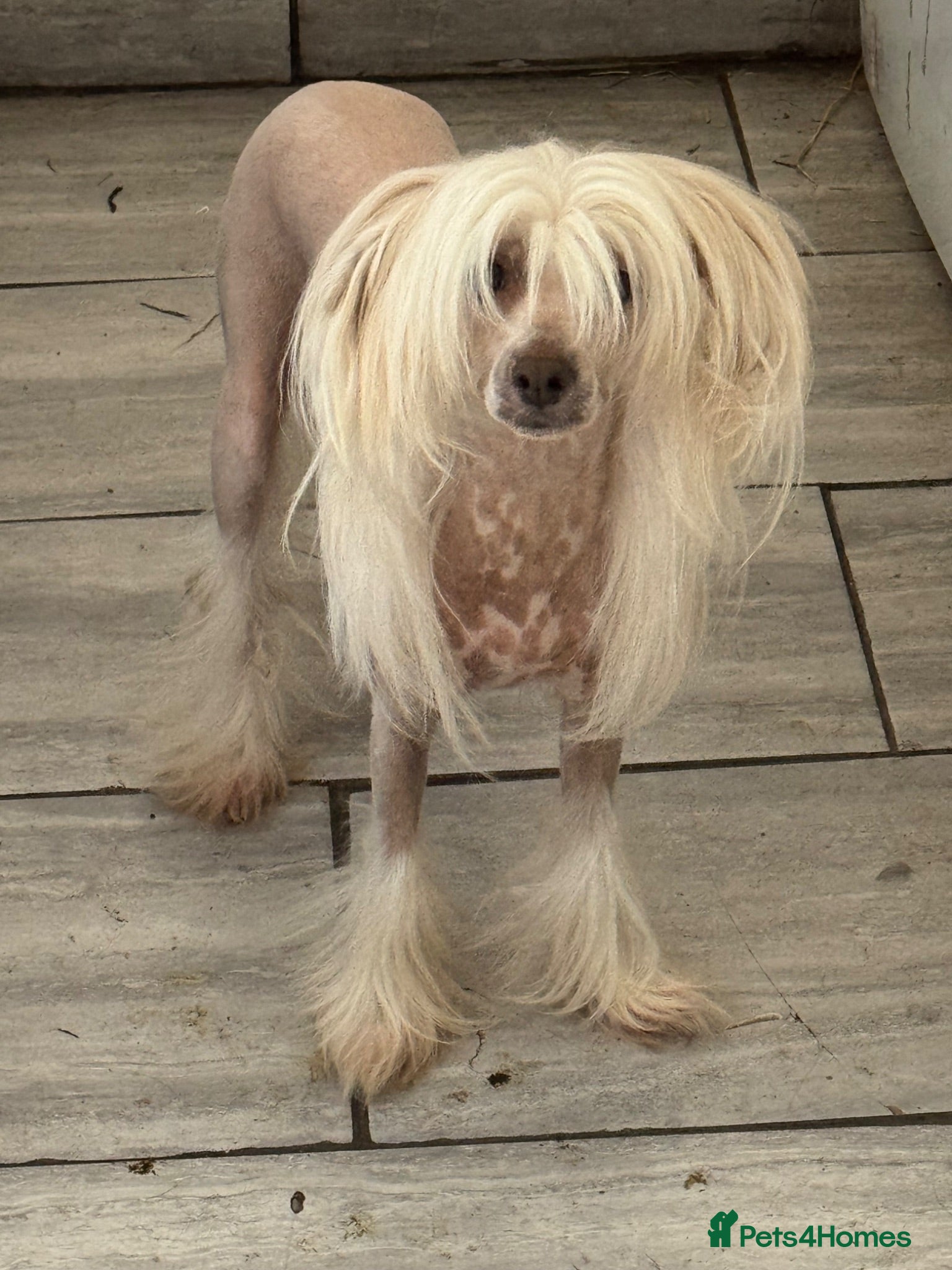 Chinese Crested dogs chinese crested puppys hairless ! :) - Advert 4