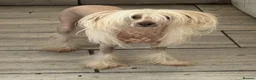 Chinese Crested dogs for sale: chinese crested puppys hairless ! :) - Advert 2
