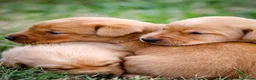 Labrador Retriever dogs for sale: Elite Litter: KC Registered Fox Red Labrador Pups - Advert 16