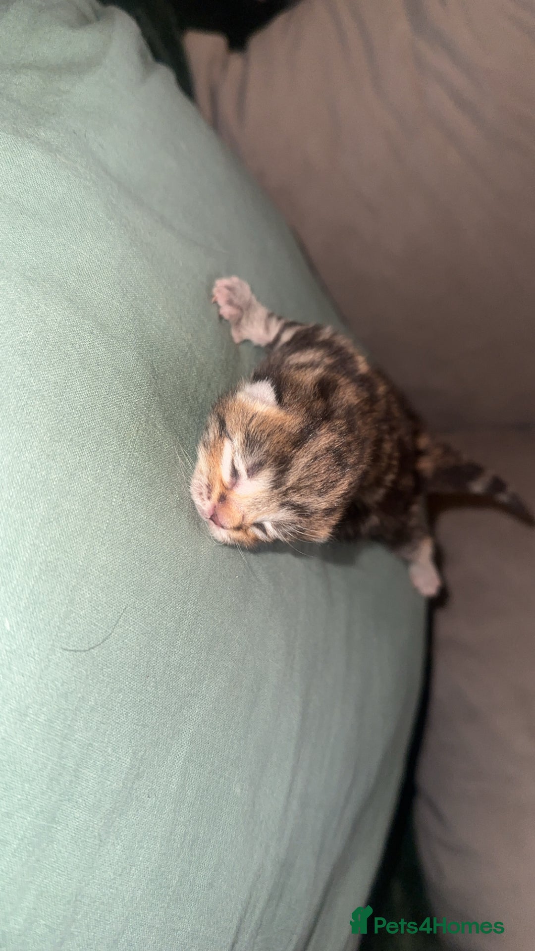 Maine Coon cats for sale: Maine coon x British short haired - Image 6