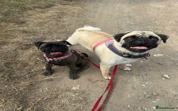 Pug dogs for sale: Polly pocket  - Image 4