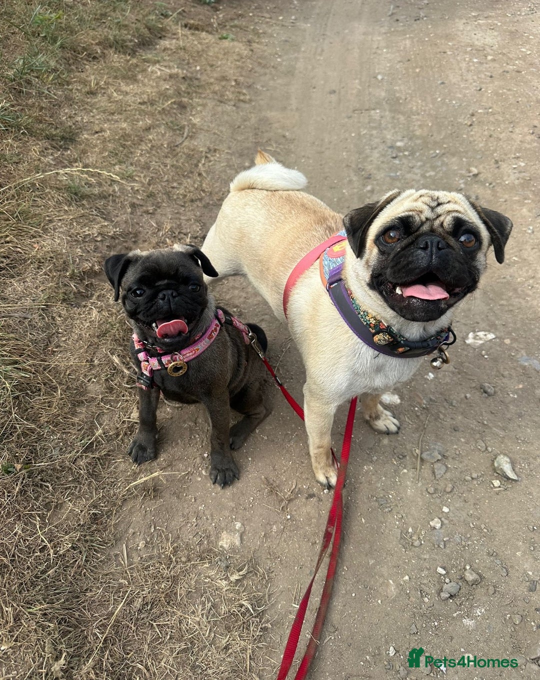 Pug dogs for sale: Polly pocket  - Image 4
