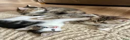 Mixed Breed cats for sale: Kittens - mixed British longhair cross - Advert 7