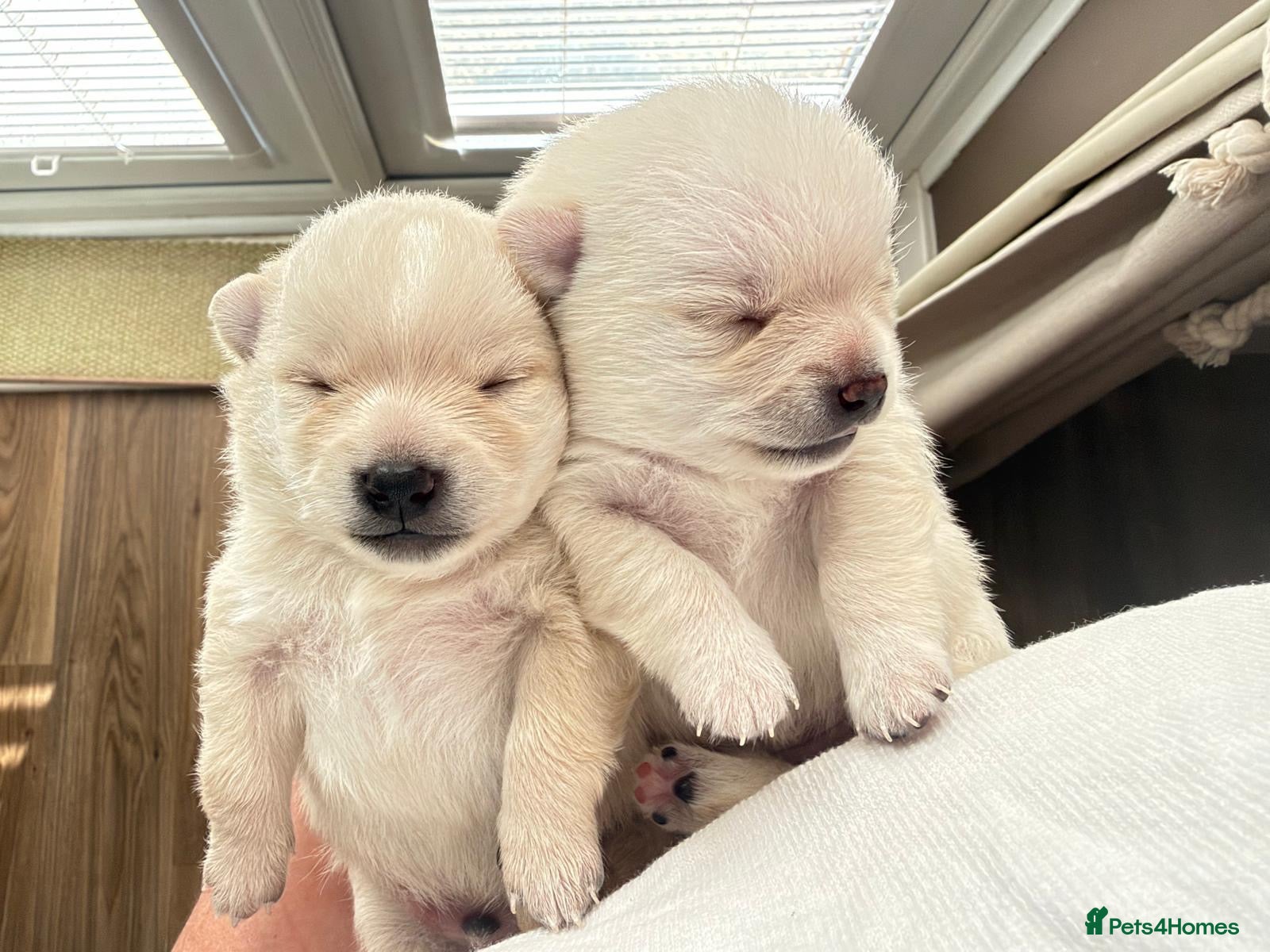 Pomchi dogs for sale: 2 beautiful Pomchis looking for their forever home - Advert 8