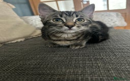 Ragcoon cats for sale: Stunning ragdoll x Maine coon - Image 3