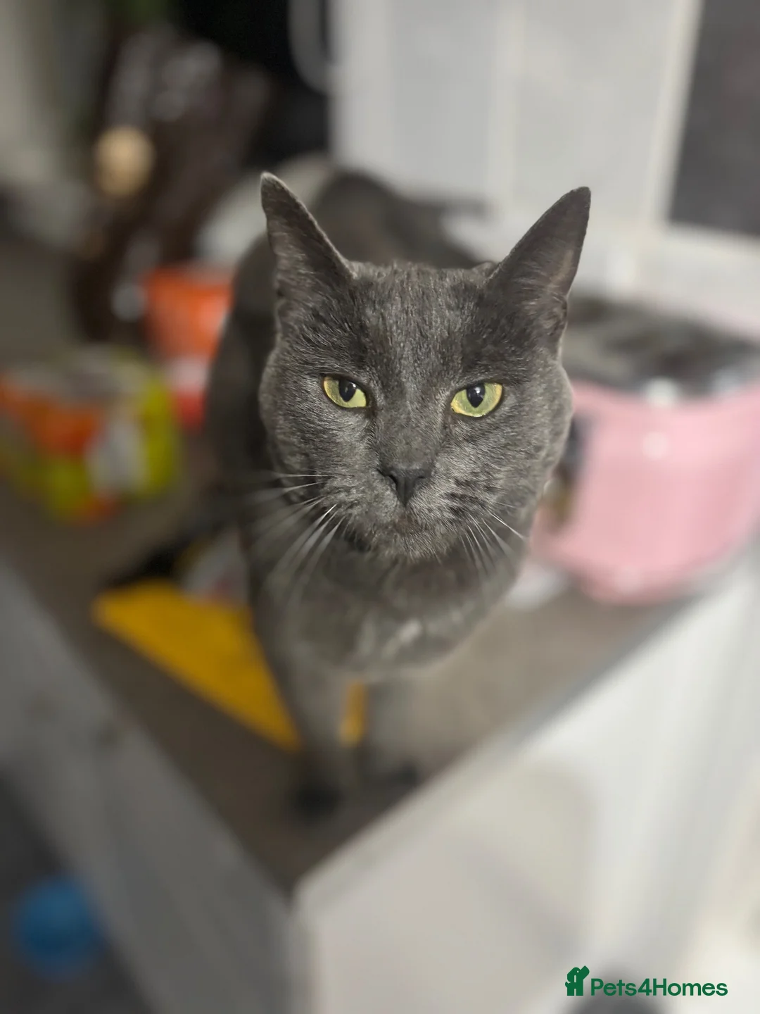 Mixed Breed cats for sale: Male kitten looking for new home  - Advert 1