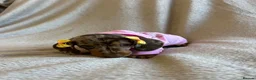 Miniature Dachshund dogs for sale:  KC Registered Miniature Dachshund Puppies - Advert 36