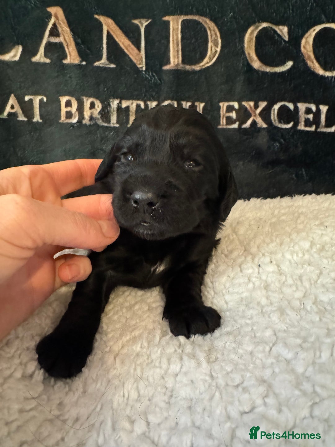Cocker Spaniel dogs for sale: A gorgeous litter of WCS - Advert 9