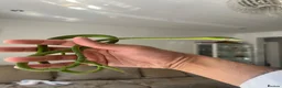 Snake reptiles for sale: Asian Vine Snake - the most beautiful snake! - Advert 8