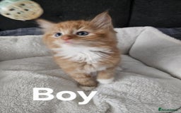 Maine Coon cats for sale: Kittens ready for a new home - Image 1