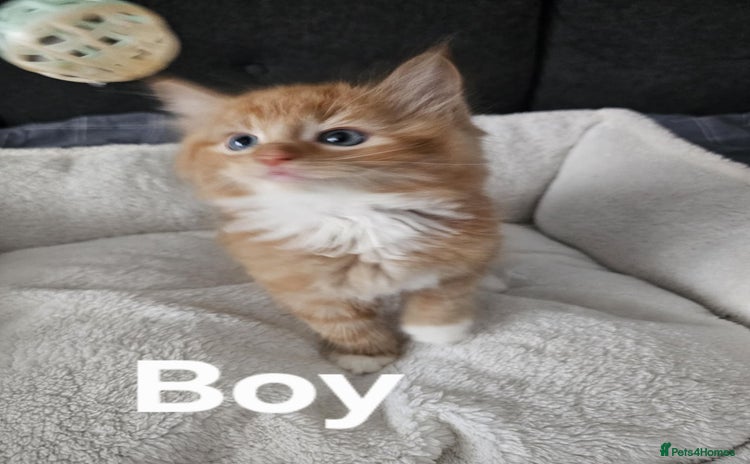 Maine Coon cats - Advert 7