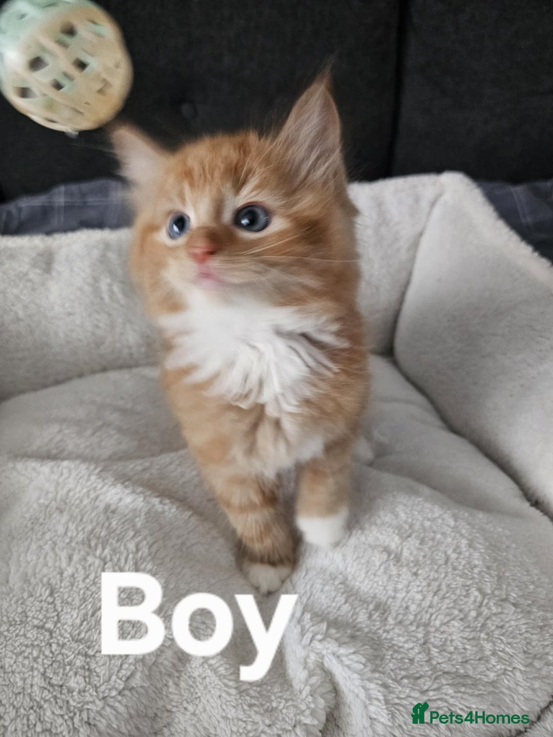Maine Coon cats for sale: Kittens ready for a new home - Image 1