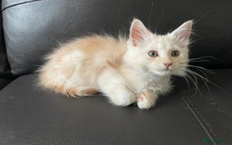 Maine Coon cats for sale: Maine Coon Cross Kittens  - Image 11