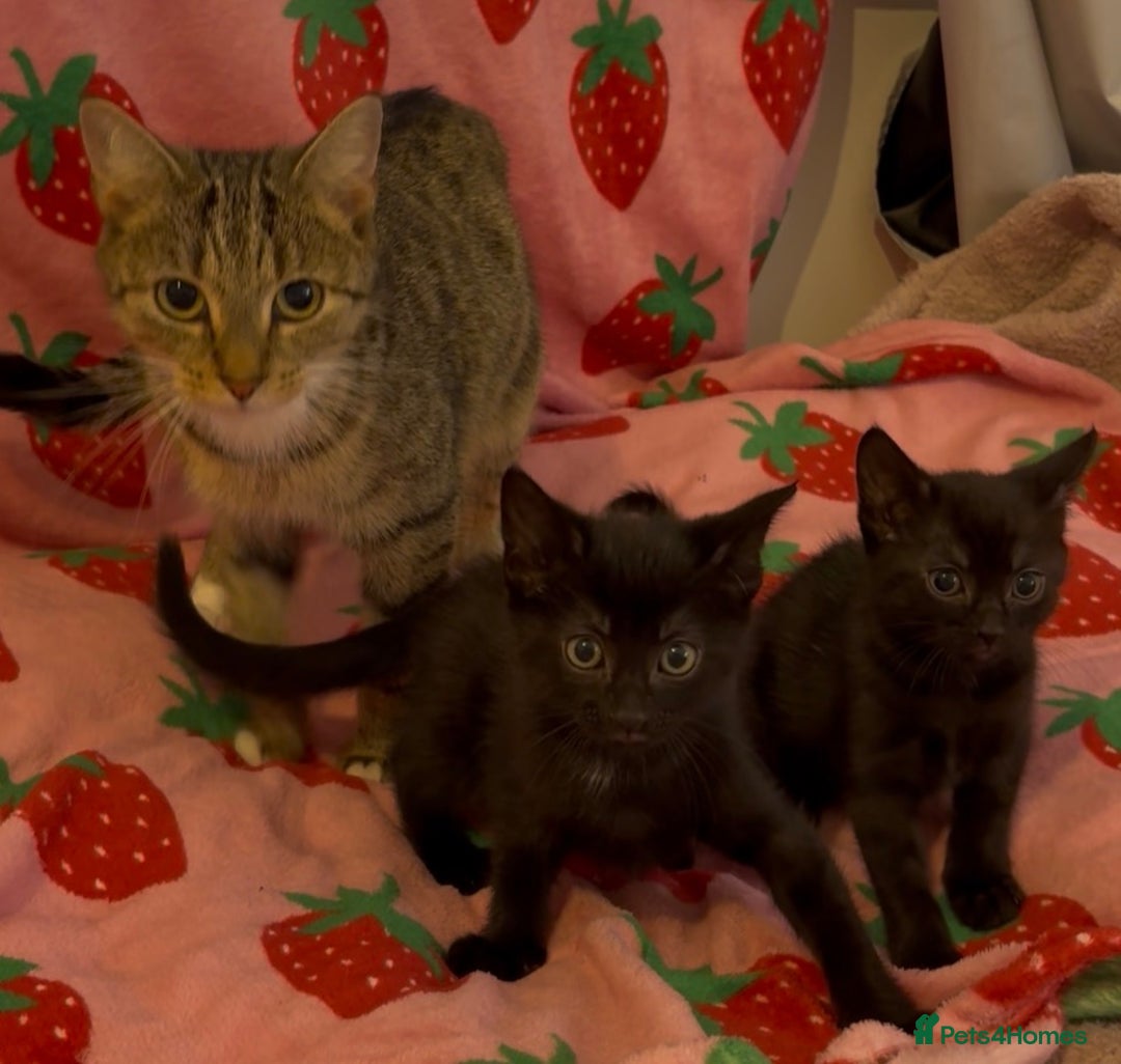 Mixed Breed cats for sale: girl kitten ready to go  - Advert 22