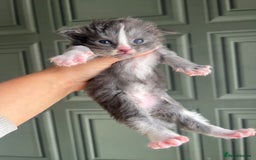 Maine Coon cats for sale: Chunky and fluffy Mainecoon kittens - Image 3