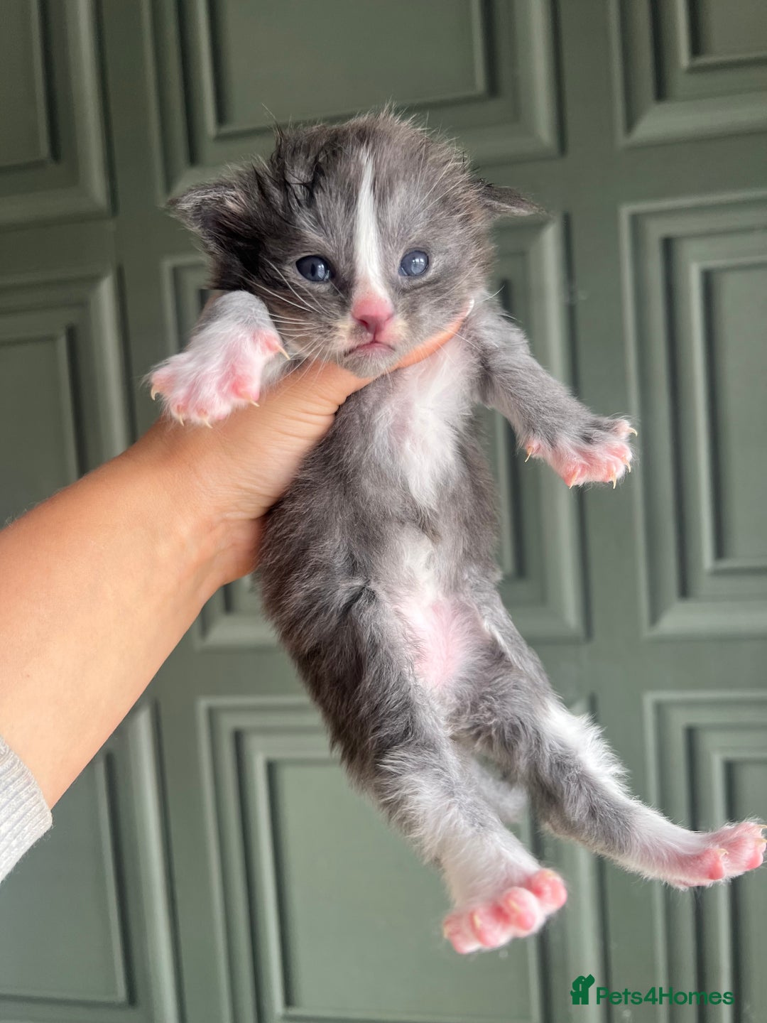 Maine Coon cats for sale: Chunky and fluffy Mainecoon kittens - Image 3