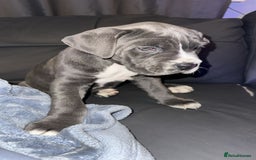 Cane Corso dogs for sale: Kingcanecorso litter, stunning traditional corsos - Advert 8