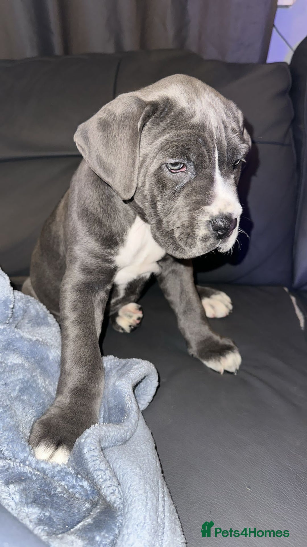 Cane Corso dogs for sale: Kingcanecorso litter, stunning traditional corsos - Advert 8