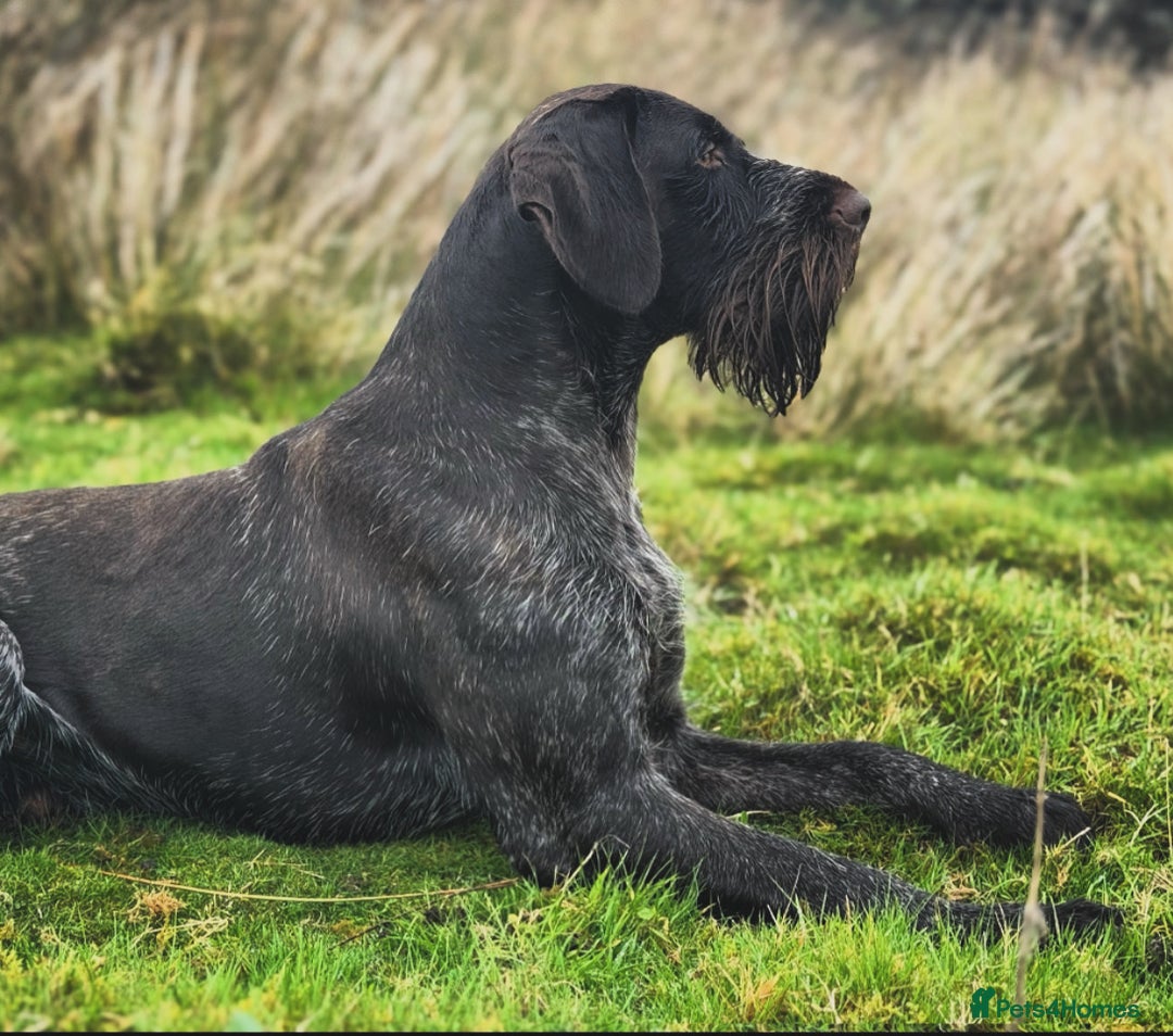 German Wirehaired Pointer dogs for stud: Imported Gwp stud  - Advert 1