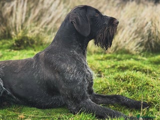 German Wirehaired Pointer dogs - Advert 2
