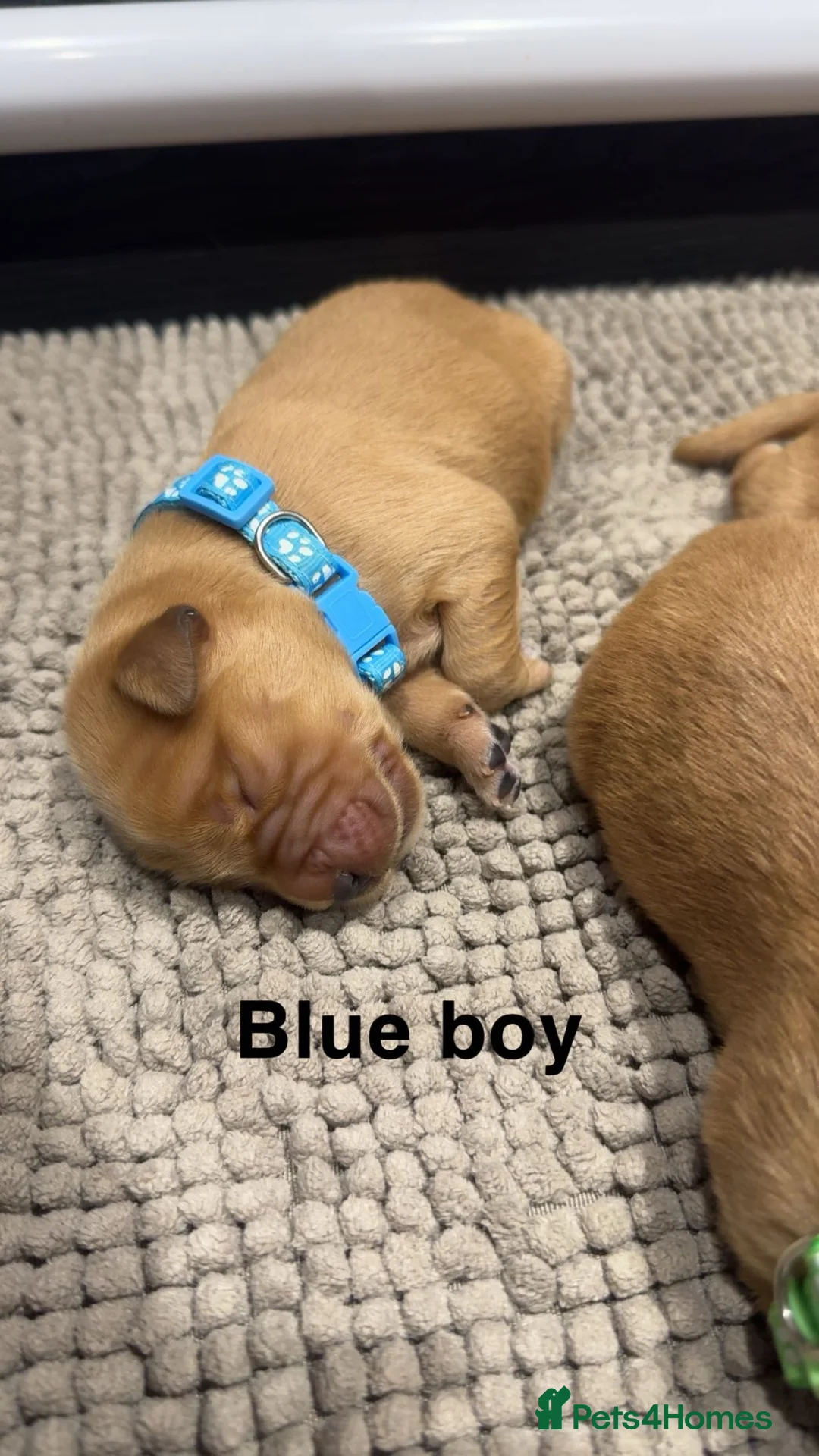 Golden Retriever dogs for sale: Stunning KC Golden Retrievers - Advert 8