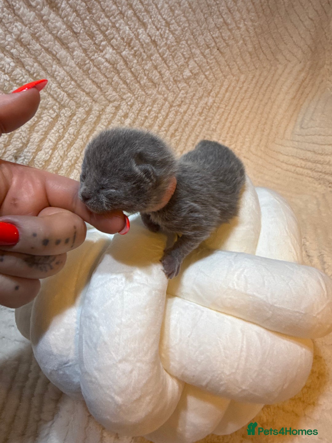 British Shorthair cats for sale: Pure British Shorthair Kittens😻🥇🏆Champion Line - Image 19