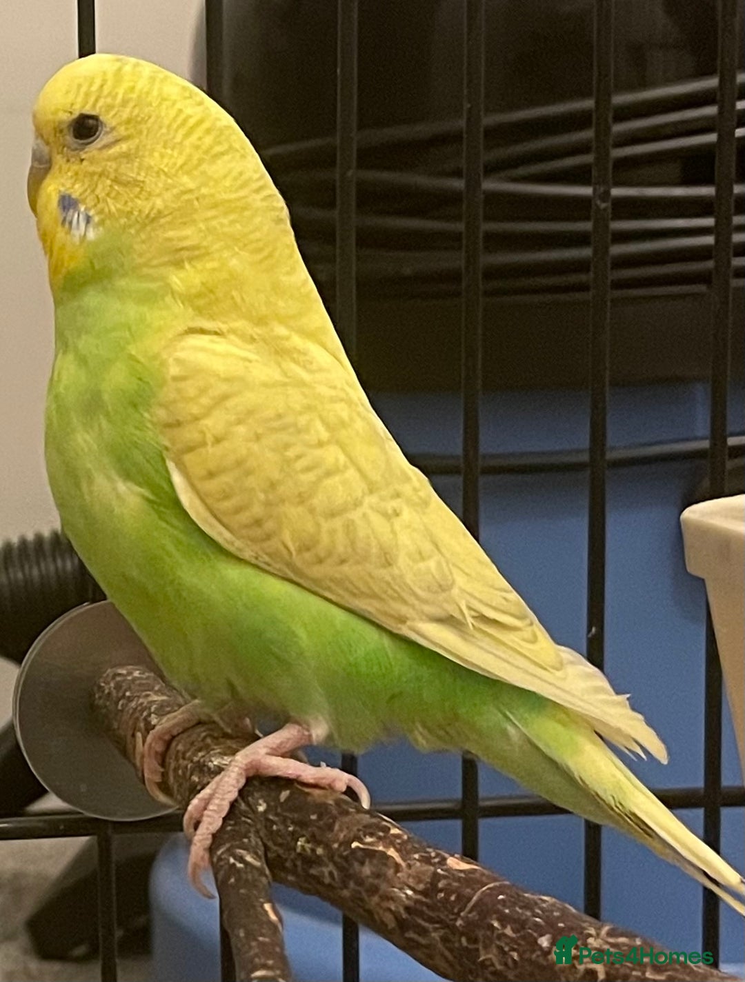 Budgerigars birds for sale: Budgies Birds  - Image 3