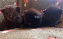 Maine Coon cats for sale: Halloween babies 🎃🐈‍⬛ - Advert 4