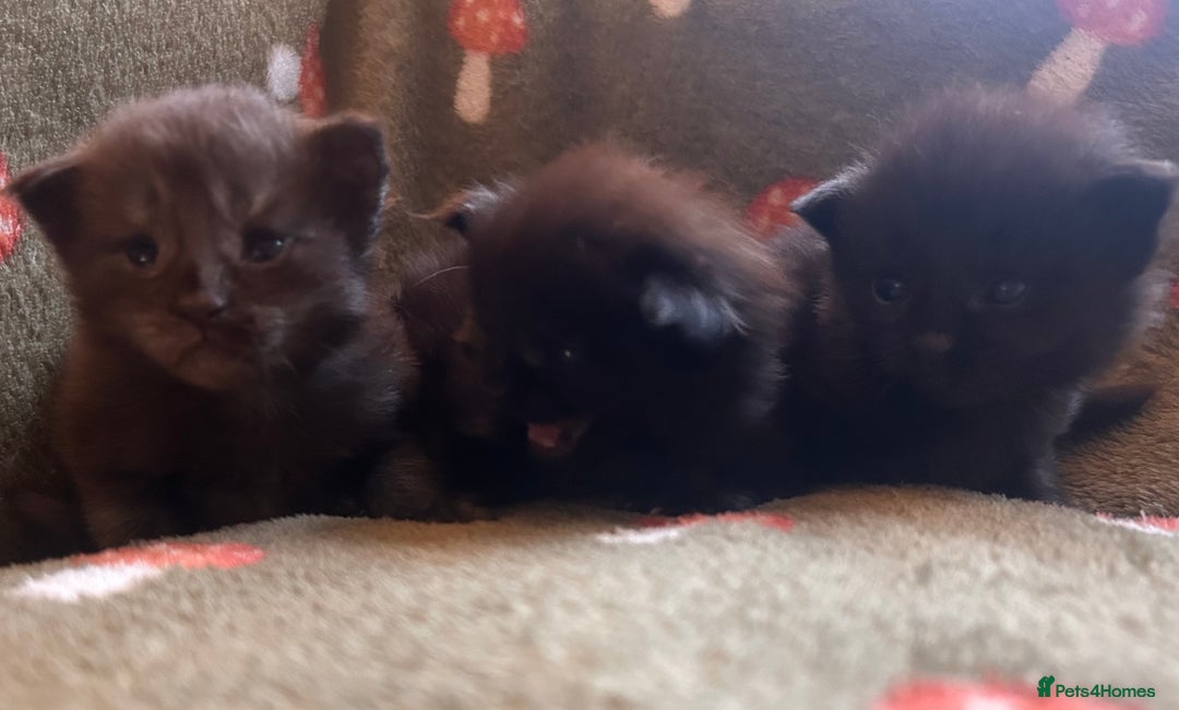 Maine Coon cats for sale: Halloween babies 🎃🐈‍⬛ - Advert 4