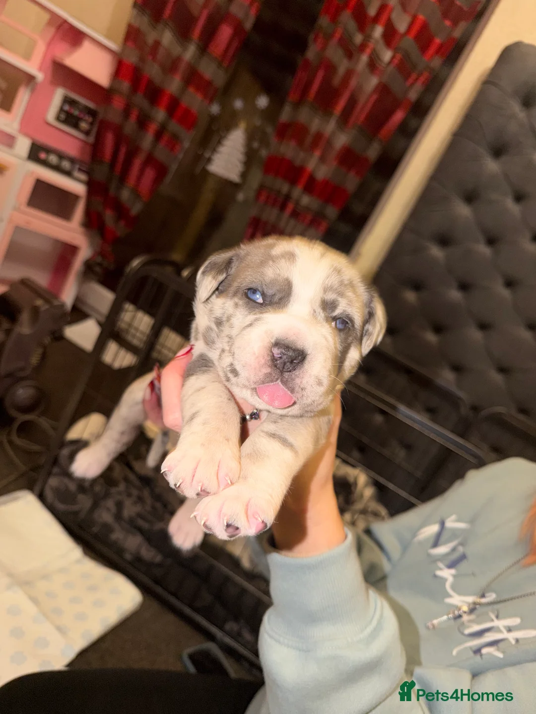 Cane Corso dogs for sale: Champion Bloodline Cane Corso Pups - Advert 5