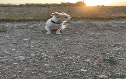 Mixed Breed dogs for adoption: Beautiful and Gentle NIVA - for a Loving Home - Image 15