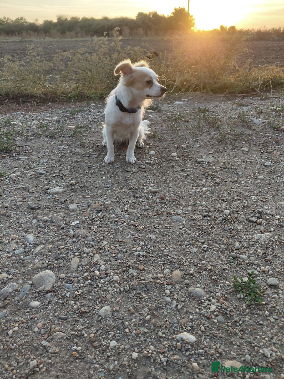 Mixed Breed dogs for adoption: Beautiful and Gentle NIVA - for a Loving Home - Image 15