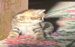 British Shorthair cats for sale: Three full tabby kittens and one black kitten - Image 8