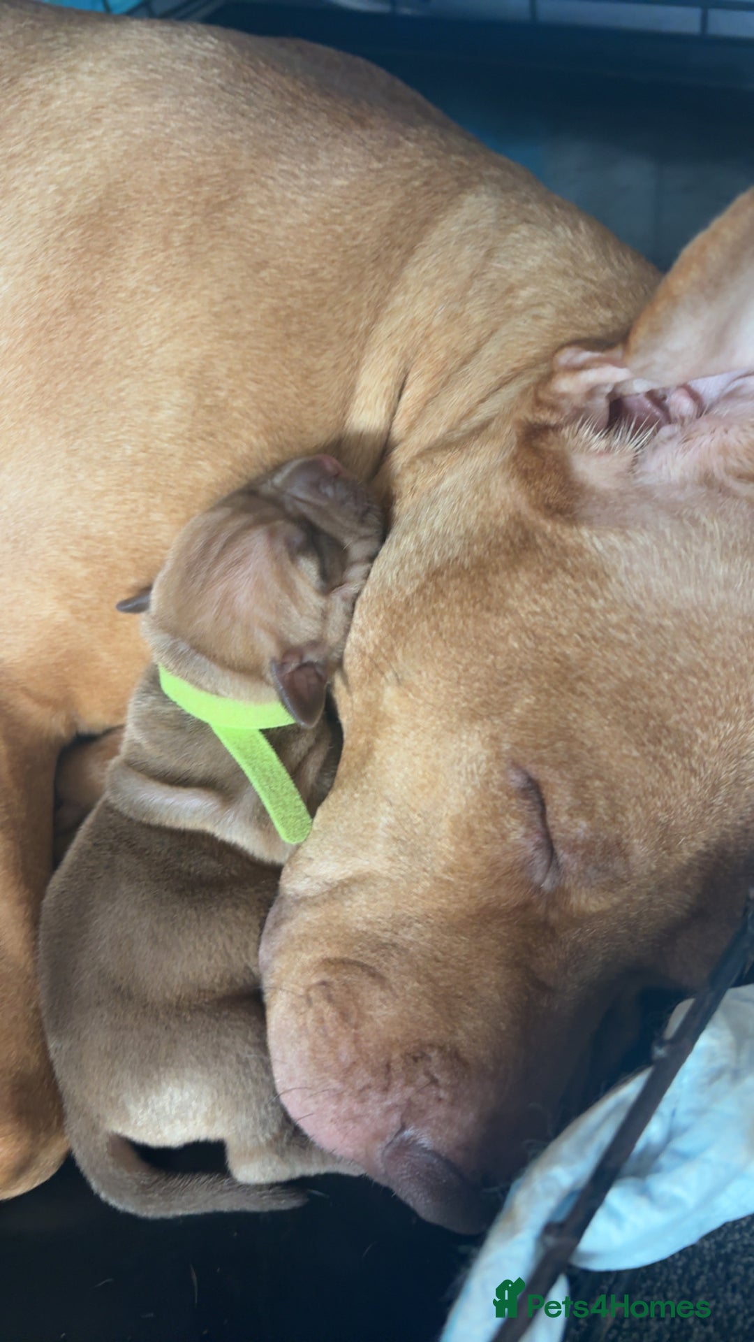 Staffordshire Bull Terrier dogs for sale: Staffie mix pups  - Advert 8