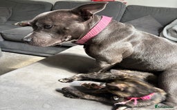 Staffordshire Bull Terrier dogs for sale: Staffy Girl Seeking a Forever Home – Meet Mabel!  - Advert 2