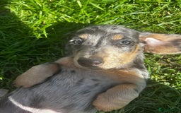Dachshund dogs for sale: Dachshund puppies  - Image 14