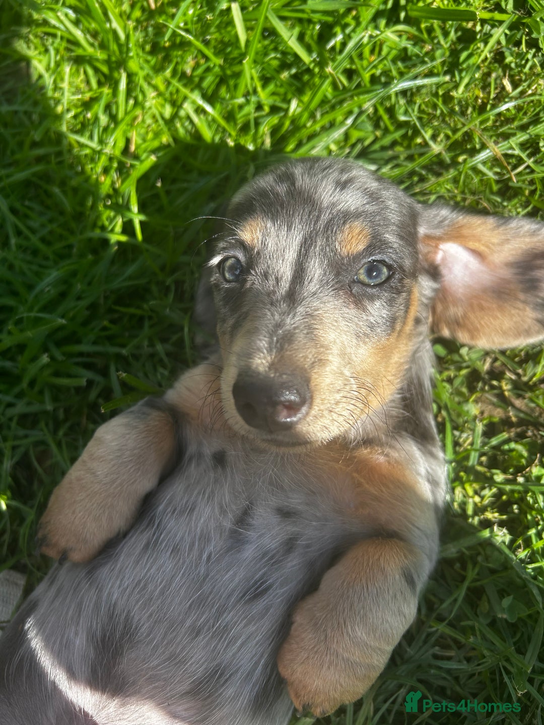 Dachshund dogs for sale: Dachshund puppies  - Image 14