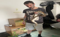 Python Snake reptiles for sale: Royal Python  - Image 10