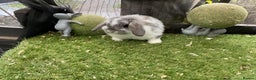 Mini Lop rabbits for sale: Baby mini lops and mini lion lop baby rabbits - Advert 13