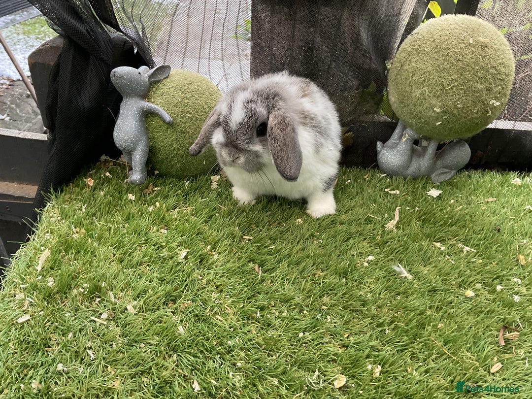 Mini Lop rabbits for sale: Baby mini lops and mini lion lop baby rabbits - Advert 13