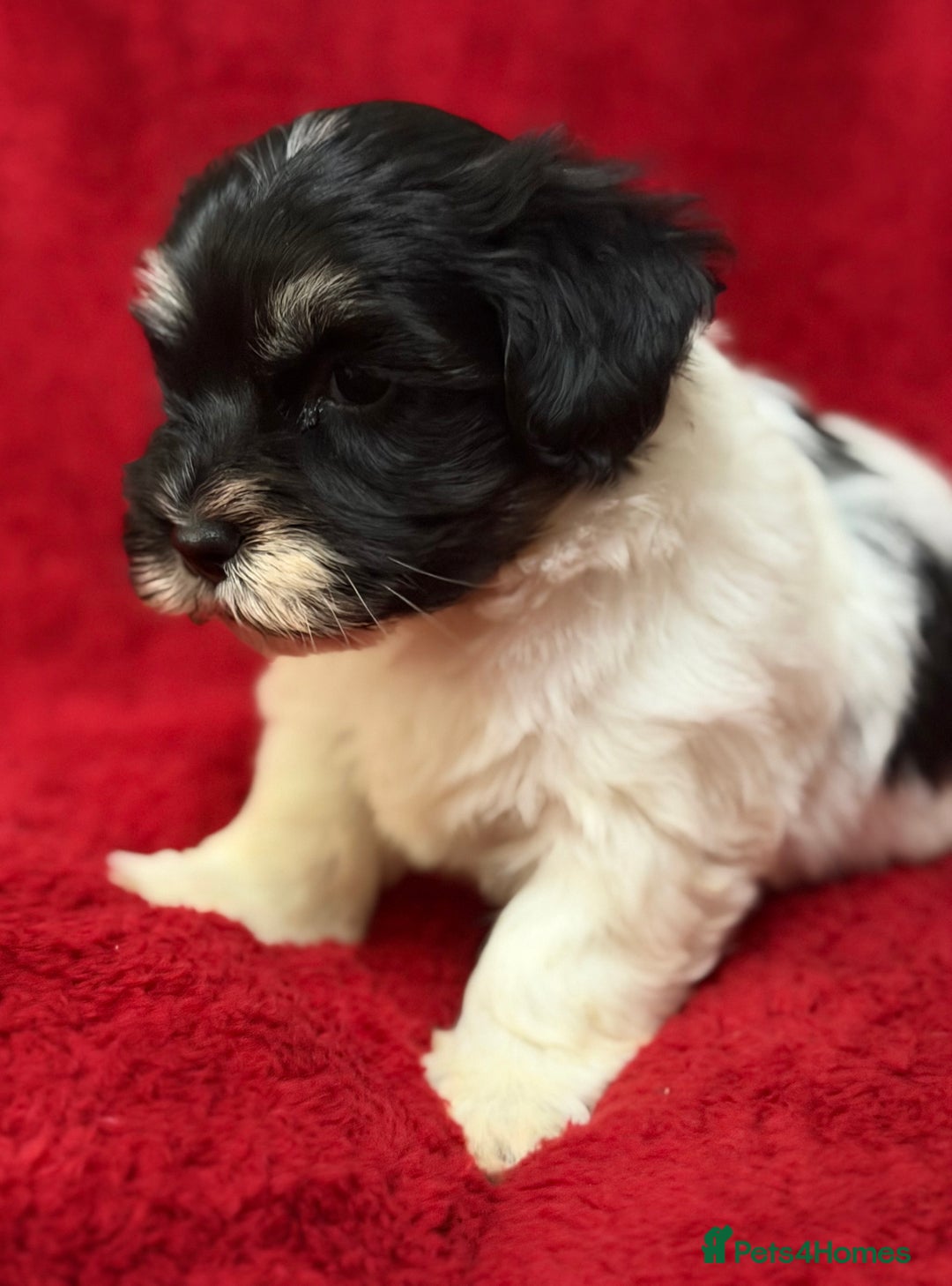 Havanese dogs for sale: Beautiful Havanese Puppies  - Image 15
