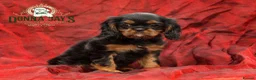 Cavalier King Charles Spaniel dogs for sale: Donna Jays Petite Cavaliers 🌟🌟🌟🌟🌟 - Advert 3