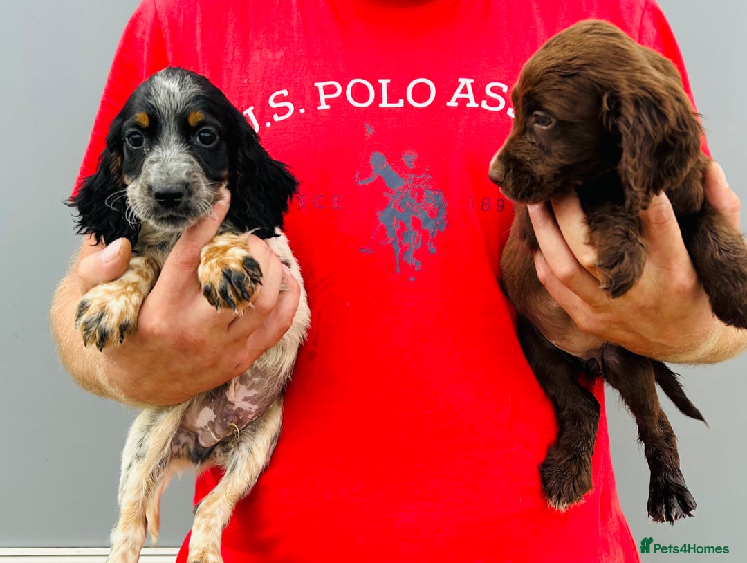 Cocker Spaniel dogs for sale: Beautiful litter of cocker spaniels - Image 4
