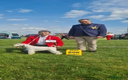 Miniature Schnauzer dogs for stud: Junior Champion of Poland 2024 in Preston - Image 5
